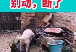 搞笑最新爆料视频,笑到肚子疼！
