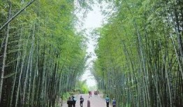 竹林小区新闻爆料最新,业主抗议引发社区关注