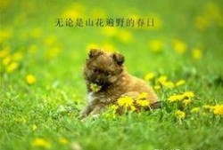 狗狗最新爆料图片大全,狗狗最新爆料图片大盘点