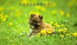 狗狗最新爆料图片大全,狗狗最新爆料图片大盘点