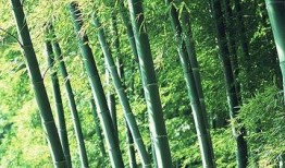 竹林小区新闻爆料最新,业主抗议引发社区关注