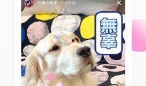 抖音狗崽爆料视频大全最新,揭秘网红幕后故事